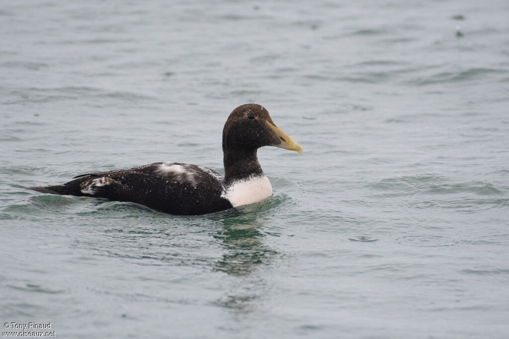 Eider à duvet mâle transition, identification, composition, nage