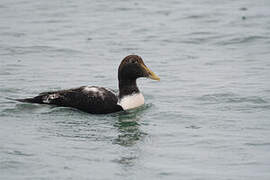 Eider à duvet