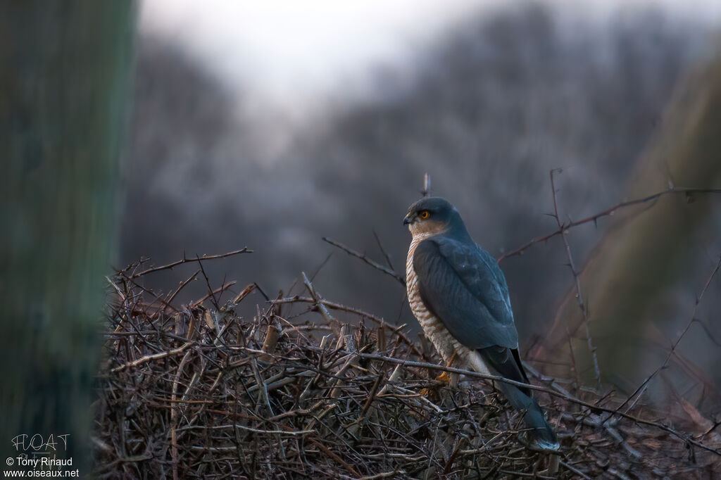 Eurasian Sparrowhawk male adult, identification, aspect, pigmentation, fishing/hunting