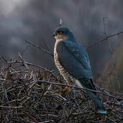 Eurasian Sparrowhawk