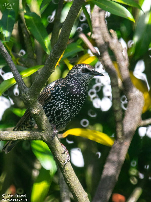Common Starlingadult, identification, aspect