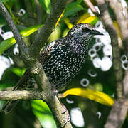 Common Starling