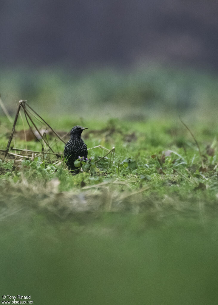 Étourneau sansonnetadulte, identification, composition, marche