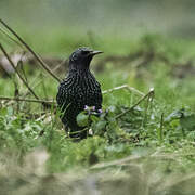 Common Starling