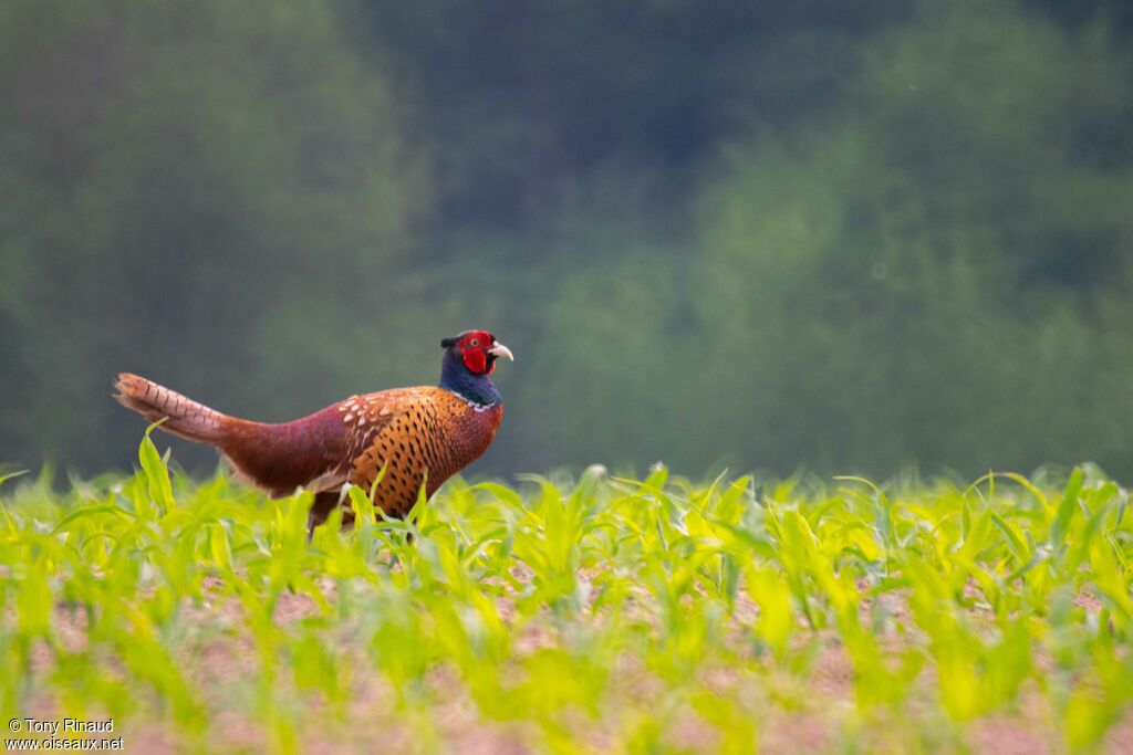 Common Pheasant male adult breeding, identification, aspect, walking