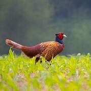 Common Pheasant