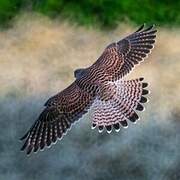 Common Kestrel