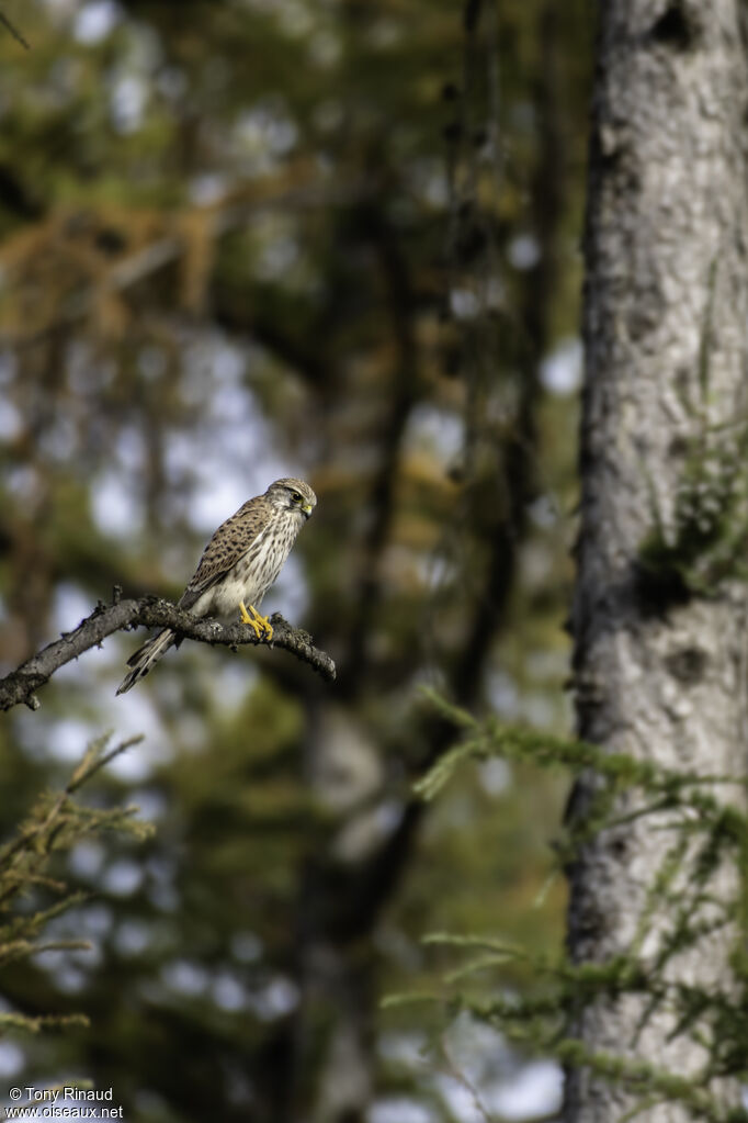 Faucon crécerelle femelle adulte, identification, composition