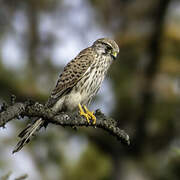 Common Kestrel