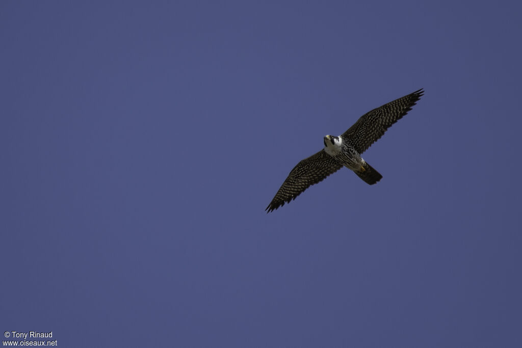 Peregrine Falconadult, aspect, pigmentation, Flight