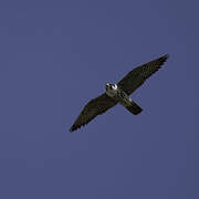 Peregrine Falcon