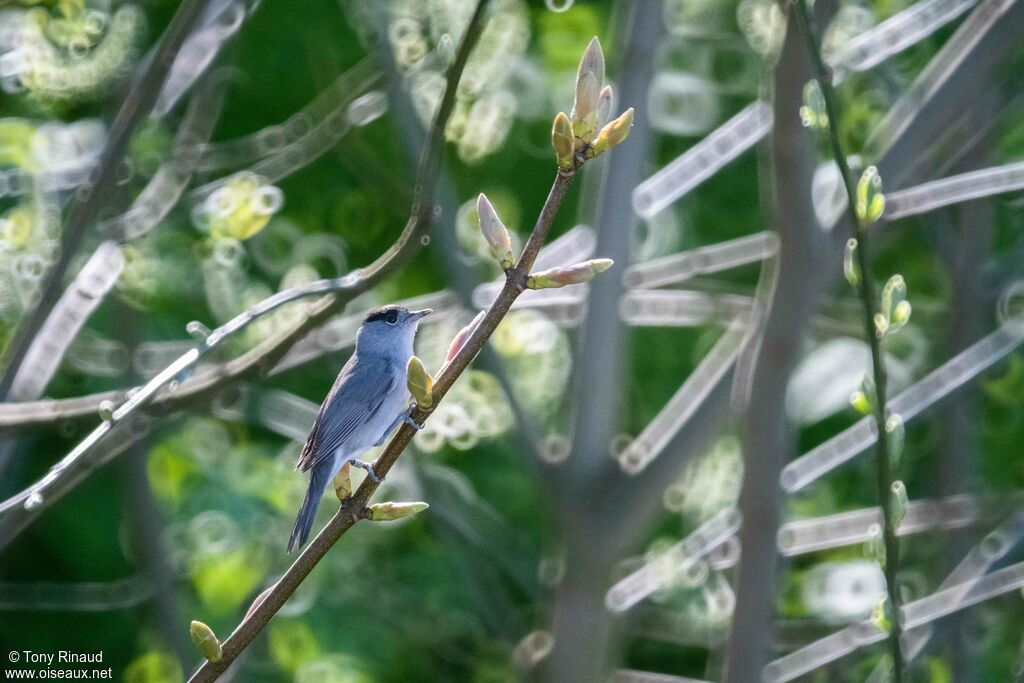 Eurasian Blackcap male adult, identification, aspect