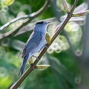 Eurasian Blackcap