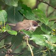 Eurasian Blackcap