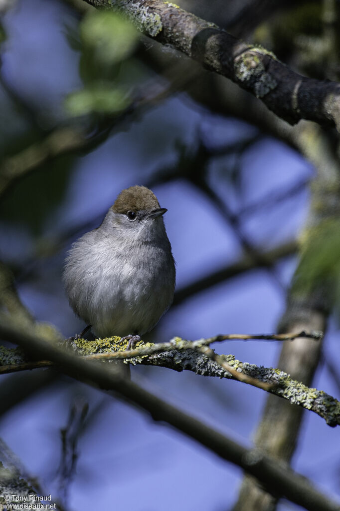 Eurasian Blackcap female adult, identification, aspect