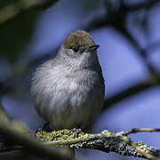 Eurasian Blackcap