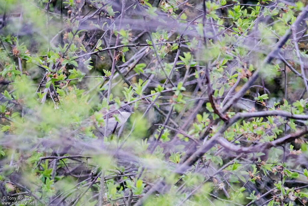 Lesser Whitethroat male adult breeding, identification, aspect, camouflage