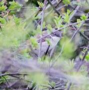 Lesser Whitethroat