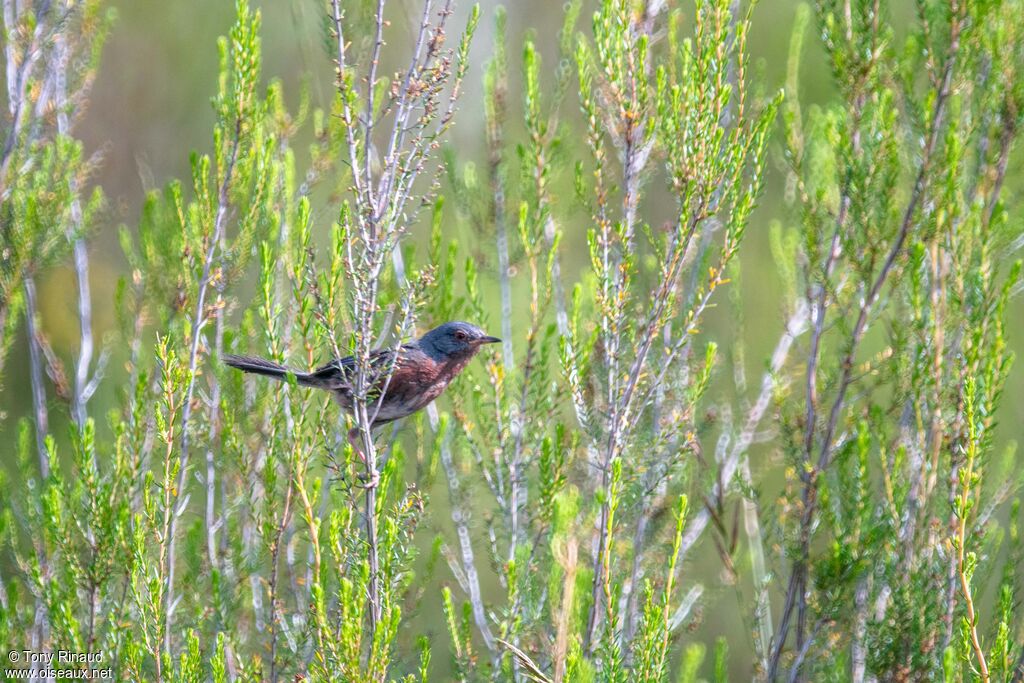 Dartford Warbler male adult breeding, identification, aspect, pigmentation