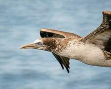 Northern Gannet