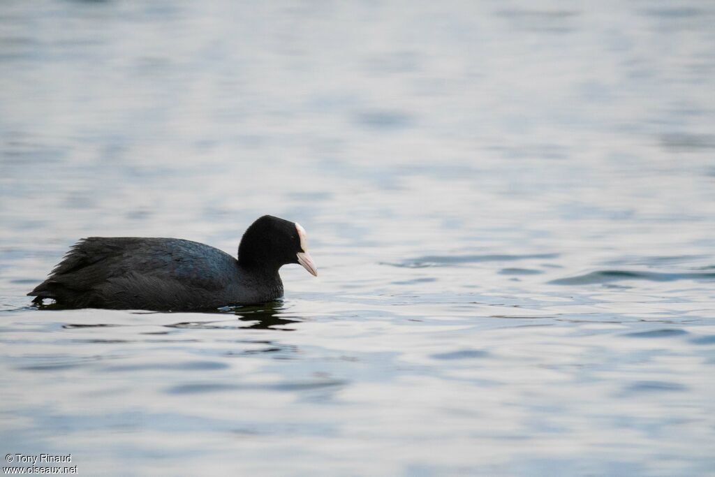 Eurasian Cootadult, identification, aspect, swimming