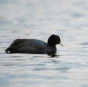 Eurasian Coot