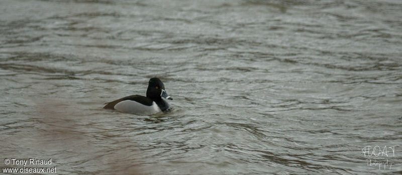 Ring-necked Duck male adult, identification, pigmentation, swimming