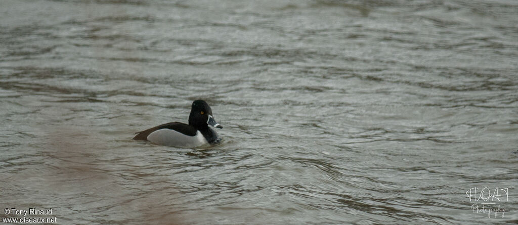 Ring-necked Duck male adult, identification, pigmentation, swimming