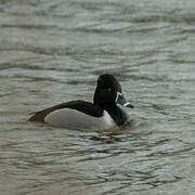 Ring-necked Duck