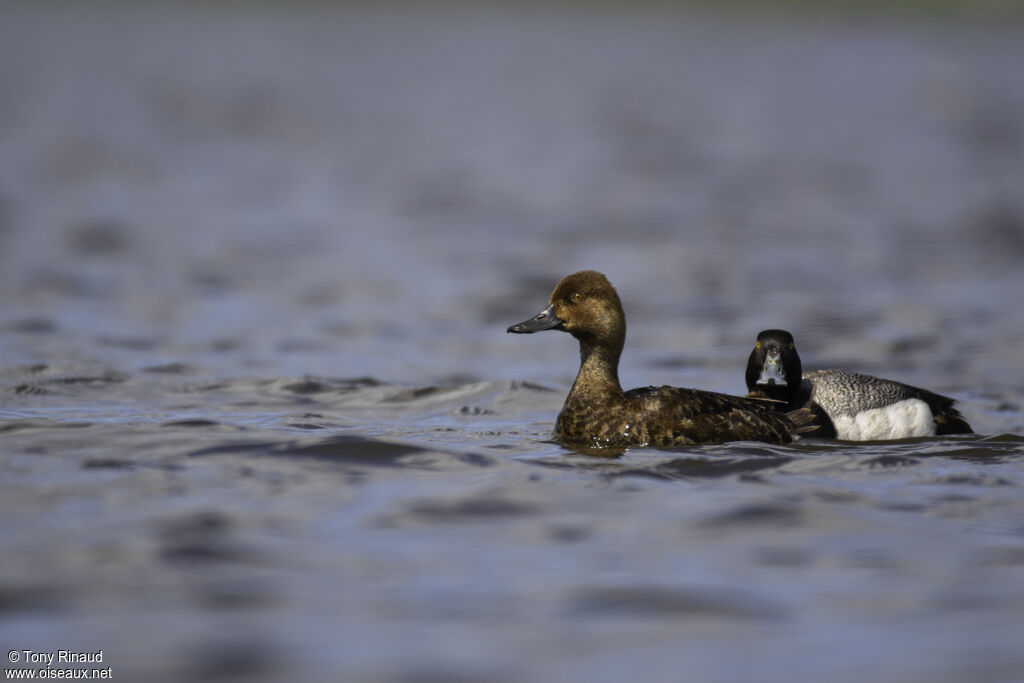 Greater Scaupadult breeding, aspect, pigmentation, swimming