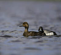 Greater Scaup