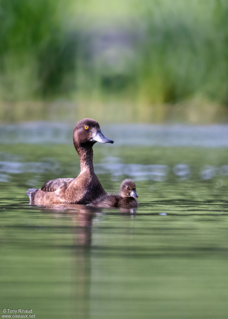 Tufted Duck, identification, aspect, pigmentation, swimming