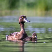 Tufted Duck