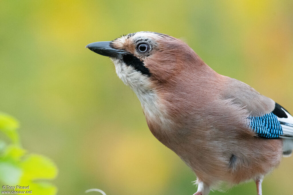 Eurasian Jayadult, close-up portrait, aspect, walking