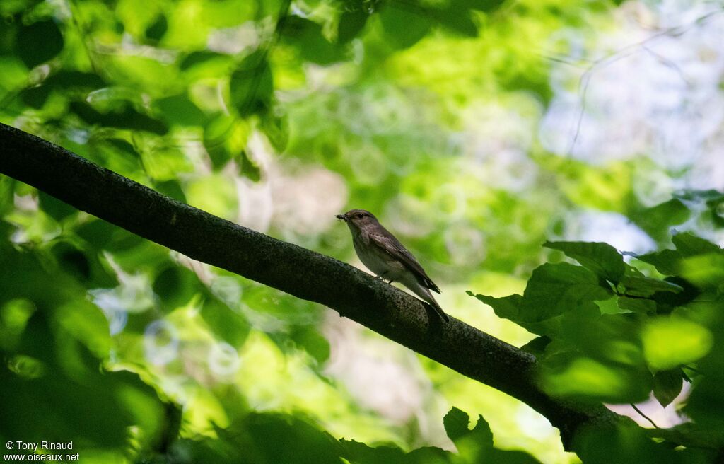 Spotted Flycatcheradult, identification, aspect, fishing/hunting