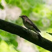 Spotted Flycatcher