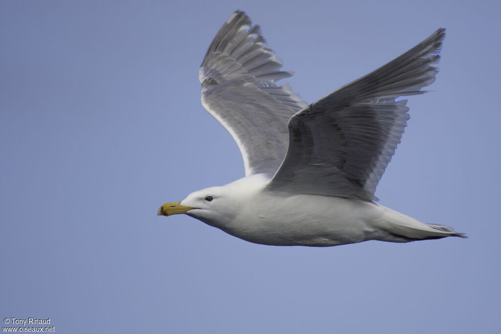 Glaucous-winged Gulladult breeding, aspect, Flight