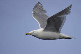 Glaucous-winged Gull