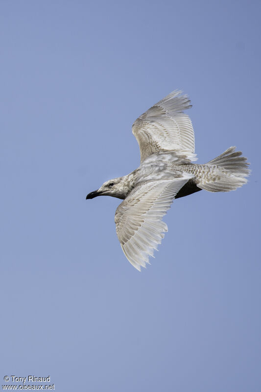 Glaucous-winged GullThird  year, moulting, aspect, pigmentation, Flight