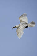 Glaucous-winged Gull