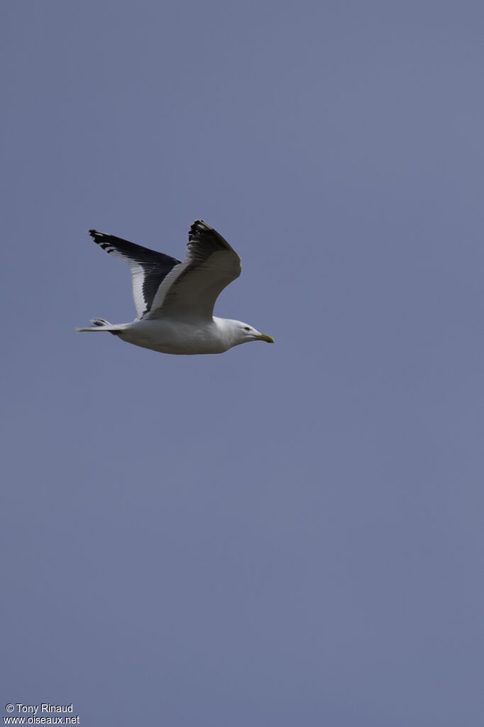 Slaty-backed Gull