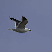 Slaty-backed Gull