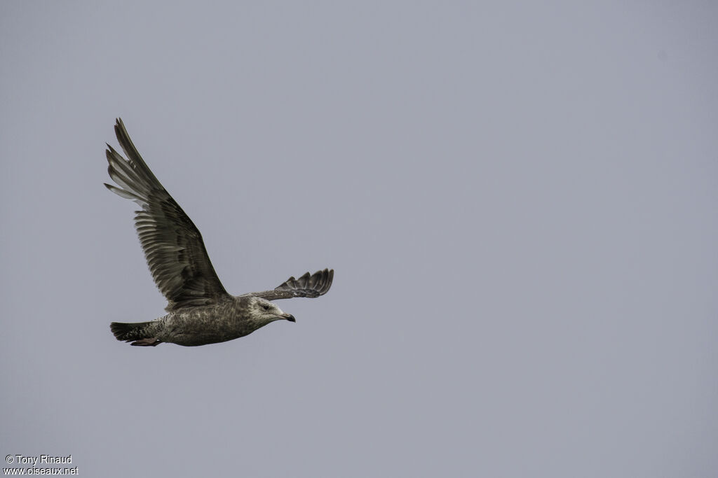 American Herring GullSecond year, moulting, aspect, Flight