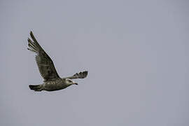 American Herring Gull