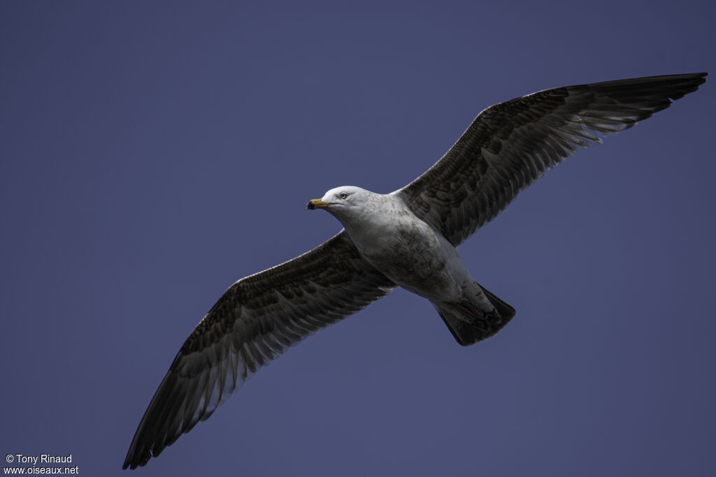 American Herring Gullimmature, moulting, aspect, Flight