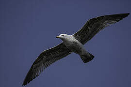 American Herring Gull