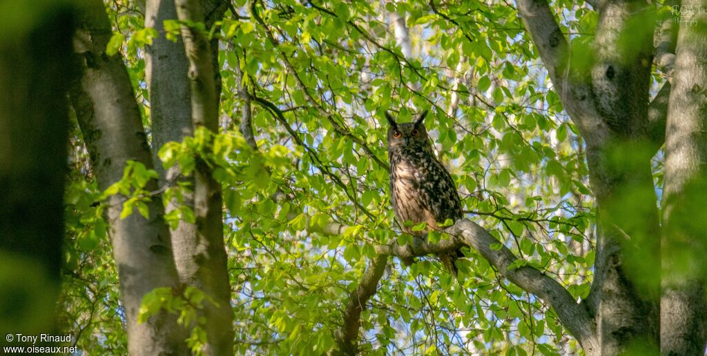 Eurasian Eagle-Owladult, identification, aspect