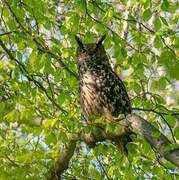 Eurasian Eagle-Owl