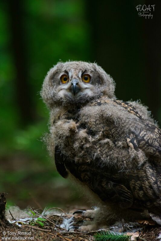Eurasian Eagle-Owljuvenile, identification, moulting, aspect, walking
