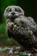 Eurasian Eagle-Owl